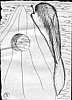 1979-04-03_8PiccoliDisegni8PiccoliPensieri3.jpg