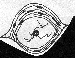 1988_BN06.jpg